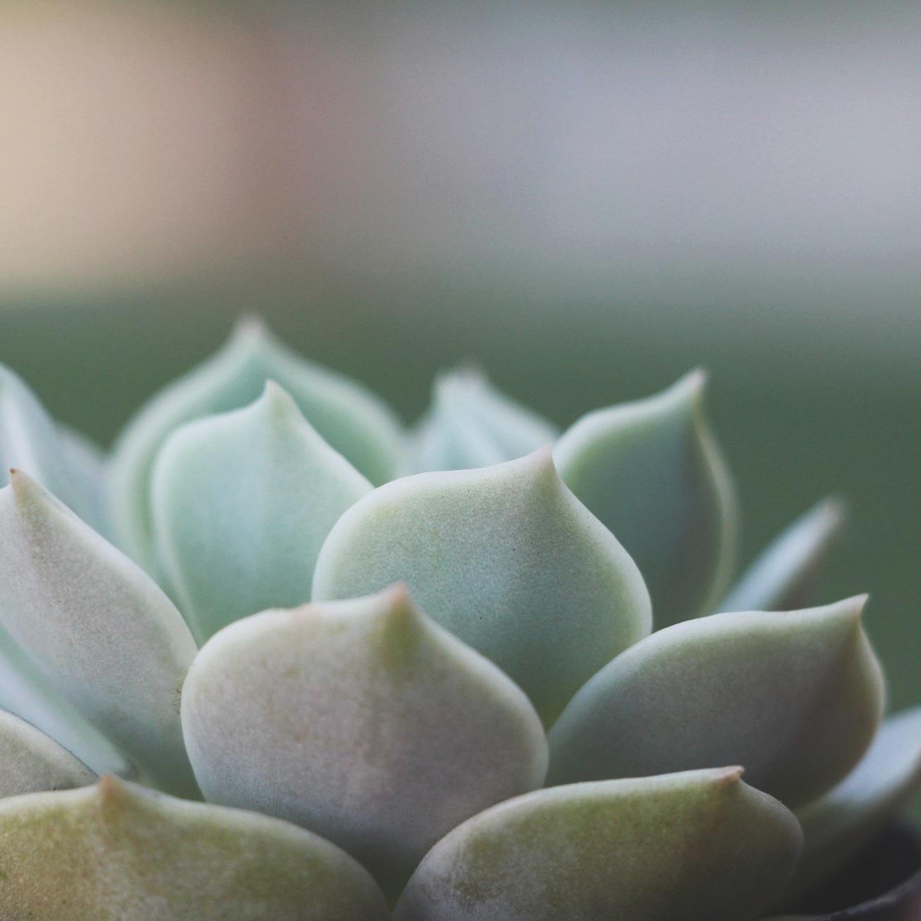 Tips for Growing Healthy Succulents